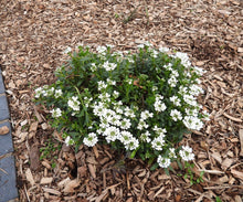 Load image into Gallery viewer, Iberis 'Purity'