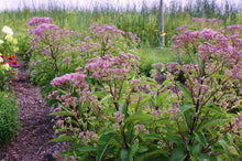 Load image into Gallery viewer, Eupatorium 'Phantom' (Joe Pye Weed)