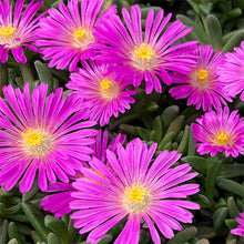 Load image into Gallery viewer, Delosperma Ocean Sunset™ 'Violet'