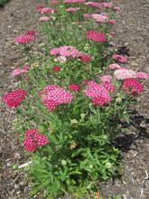 Load image into Gallery viewer, Achillea 'New Vintage Violet'