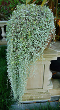 Load image into Gallery viewer, Dichondra 'Silver Falls'