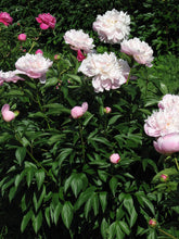 Load image into Gallery viewer, Peony 'Lady Alexandra Duff'