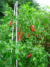Load image into Gallery viewer, Pepper 'Serrano'
