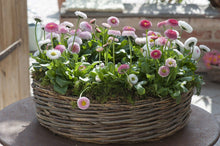 Load image into Gallery viewer, Bellis 'Tasso® Strawberries & Cream'