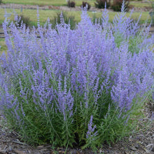 Load image into Gallery viewer, Perovskia atriplicifolia (Russian Sage)