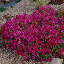 Load image into Gallery viewer, Phlox 'Scarlet Flame'