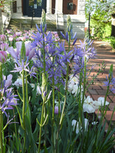 Load image into Gallery viewer, Camassia leichtlinii