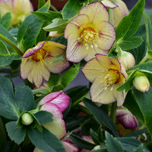 Load image into Gallery viewer, Helleborus 'Tropical Sunset'
