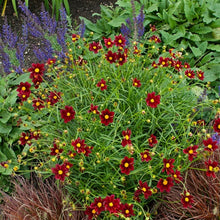 Load image into Gallery viewer, Coreopsis Big Bang™ 'Mercury Rising'