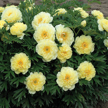 Load image into Gallery viewer, Peony 'Itoh Bartzella'