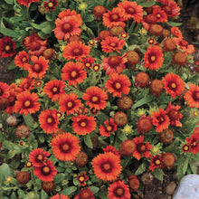 Load image into Gallery viewer, Gaillardia 'Arizona Red Shades'