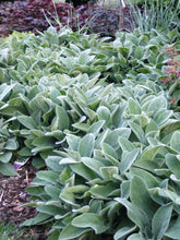 Load image into Gallery viewer, Lamb's Ears - Stachys 'Silver Carpet'