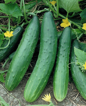 Load image into Gallery viewer, Cucumber 'Burpless Supreme'