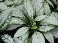 Load image into Gallery viewer, Pulmonaria 'Silver Bouquet'