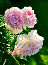 Load image into Gallery viewer, Peony 'Catharina Fontijn'