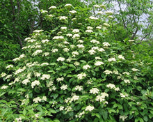 Load image into Gallery viewer, Viburnum Brandywine™