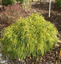Load image into Gallery viewer, Golden Mop Cypress