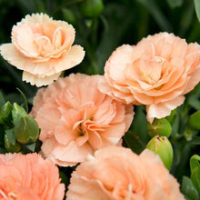 Load image into Gallery viewer, Dianthus Sunflor® 'Luigi'