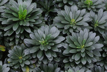 Load image into Gallery viewer, Euphorbia 'Robbiae'