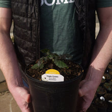 Load image into Gallery viewer, Blackberry 'Triple Crown'