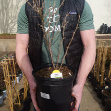 Load image into Gallery viewer, Gooseberry 'Pixwell'