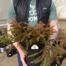 Load image into Gallery viewer, Cryptomeria 'Gyokuryu'