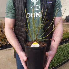 Load image into Gallery viewer, Blueberry 'Top Hat'