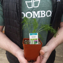 Load image into Gallery viewer, Fennel 'Florence'