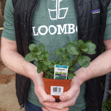 Load image into Gallery viewer, Mint 'Chocolate'