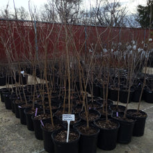 Load image into Gallery viewer, American Persimmon