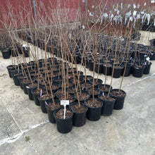 Load image into Gallery viewer, American Persimmon