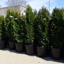 Load image into Gallery viewer, Arborvitae 'Emerald Green'