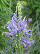 Load image into Gallery viewer, Camassia leichtlinii