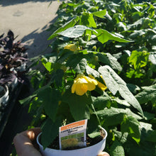 Load image into Gallery viewer, Abutilon 'Lucky Lantern'