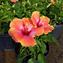Load image into Gallery viewer, Hibiscus Bush 'Fiesta'