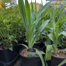 Load image into Gallery viewer, Eryngium yuccifolium