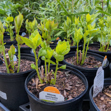 Load image into Gallery viewer, Hibiscus moscheutos (Hardy Hibiscus)