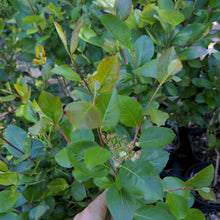 Load image into Gallery viewer, Black Chokeberry