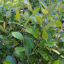 Load image into Gallery viewer, Black Chokeberry
