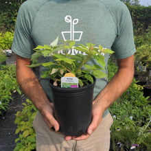 Load image into Gallery viewer, Raspberry 'Heritage'