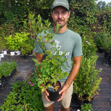 Load image into Gallery viewer, Blueberry 'Bonus'