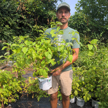 Load image into Gallery viewer, Cornus 'Arctic Fire Yellow'