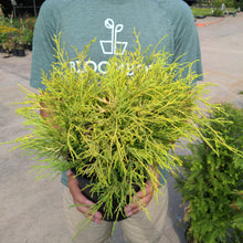 Load image into Gallery viewer, Golden Mop Cypress