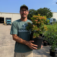 Load image into Gallery viewer, Pieris japonica 'Mountain Fire'