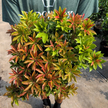 Load image into Gallery viewer, Pieris japonica 'Mountain Fire'