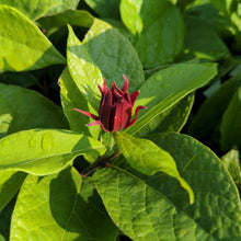 Load image into Gallery viewer, Calycanthus floridus