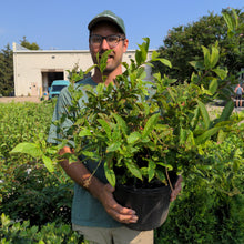 Load image into Gallery viewer, Itea virginica 'Henry's Garnet'