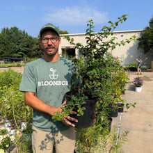 Load image into Gallery viewer, Hydrangea petiolaris