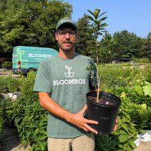 Load image into Gallery viewer, White Fringe Tree
