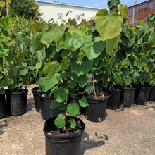 Load image into Gallery viewer, Eastern Redbud